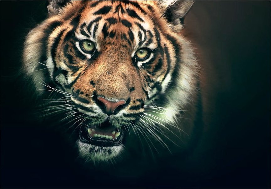 DecoNest Fototapeta - Tygrys bengalski - 300X231