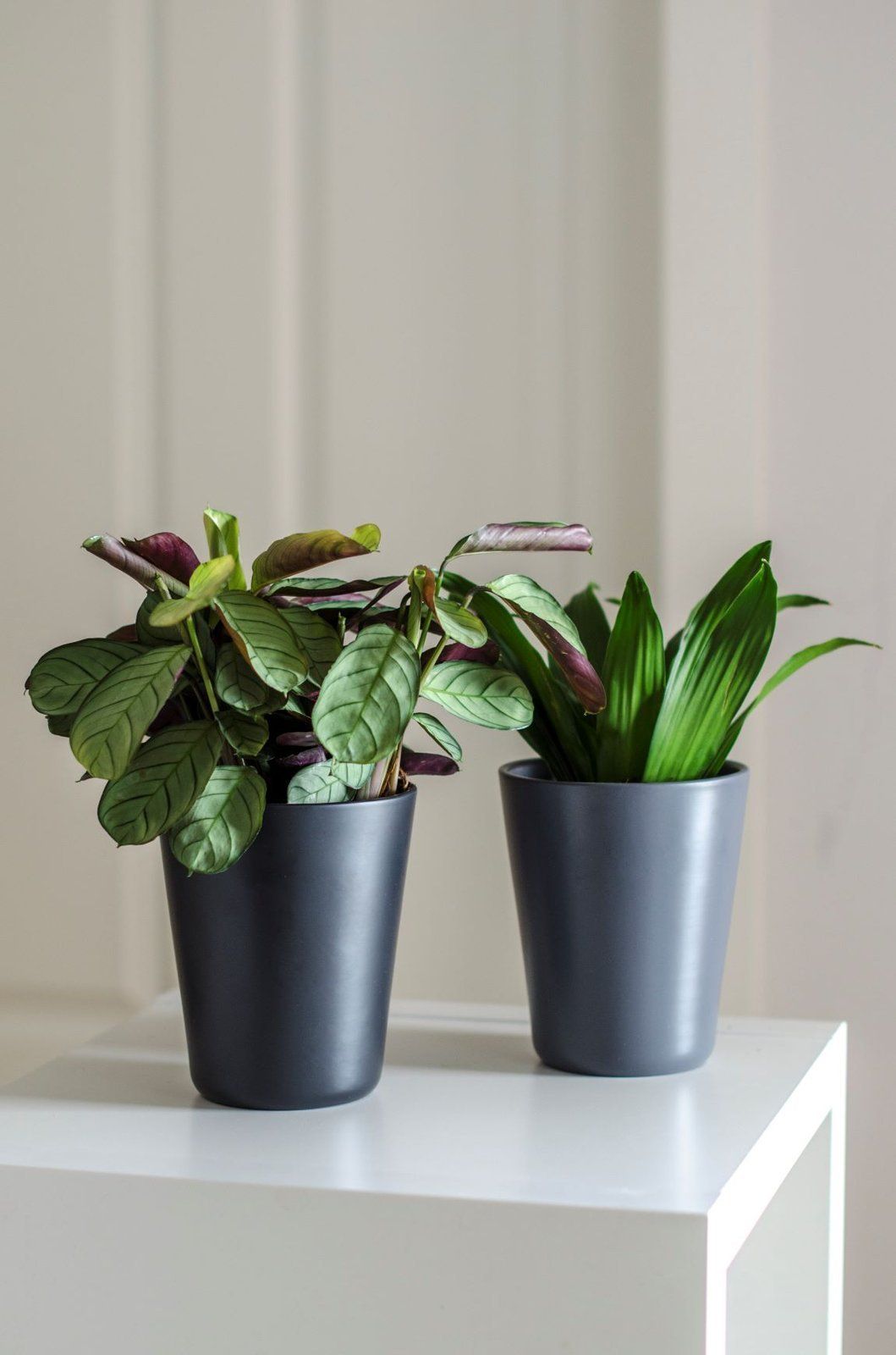 Tajemniczy ogród Osłonka doniczka ceramiczna SYDNEY czarna