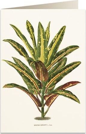 Tassotti Karnet B6 + koperta 6063 Dracena Croton