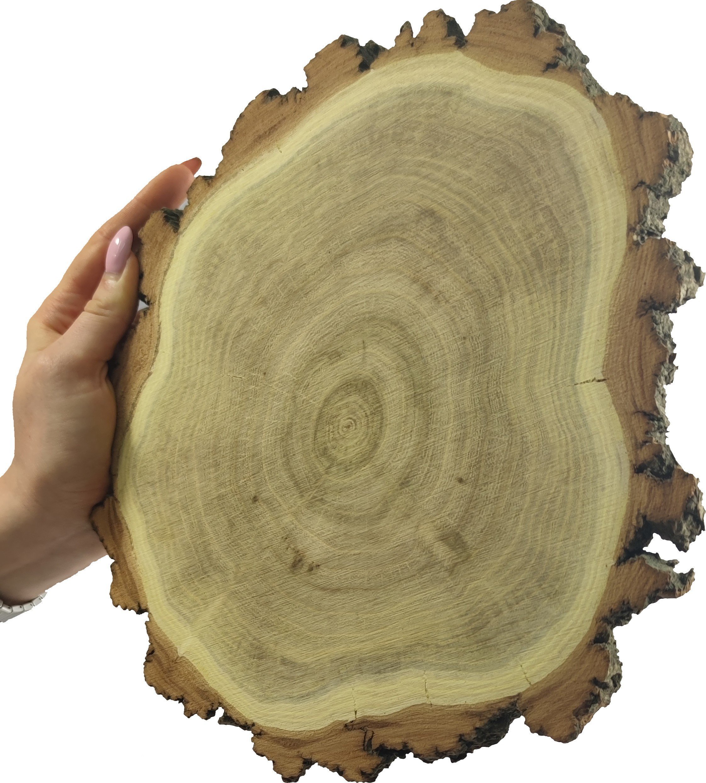 Wamar-Sosenka Plaster Akacji 20-25 cm gr. 2 cm Szlifowany z Korą Drewno akacjowe Naturalny Surowy