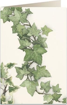 Tassotti Karnet B6 + koperta 7528 Bluszcz