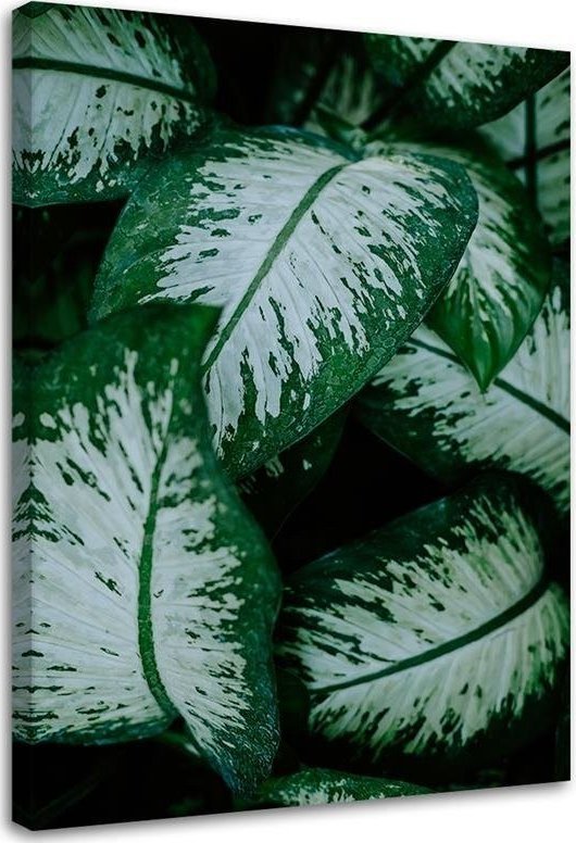 Feeby Obraz na płótnie, Tropikalne liście natura - 40x60