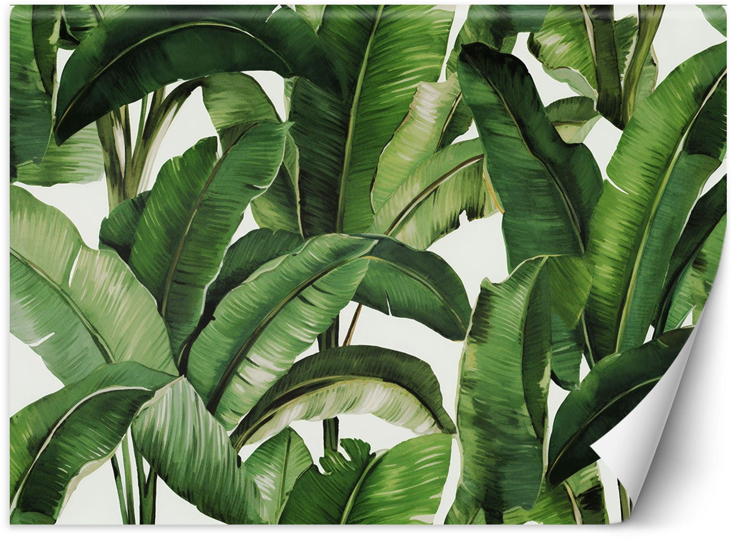 Feeby Fototapeta Zielone liście tropikalne 300x210 medium