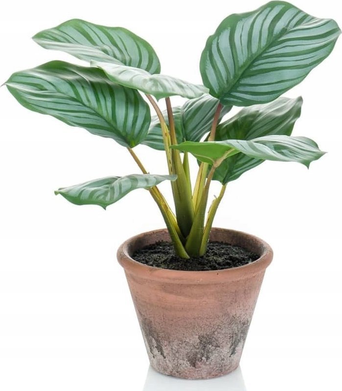 Emerald Sztuczna kalatea okrągłolistna Terra w doniczce, 32 cm