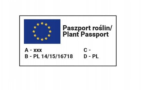 PLATINET NASIONA ASTER CHRYZANTEMOWY CALLISTEPHUS CHINENSIS SEEDS 1 G