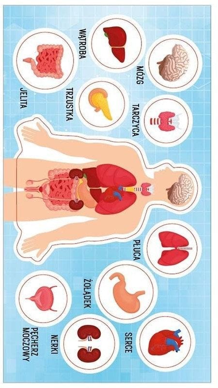 Naklejki Anatomia człowieka