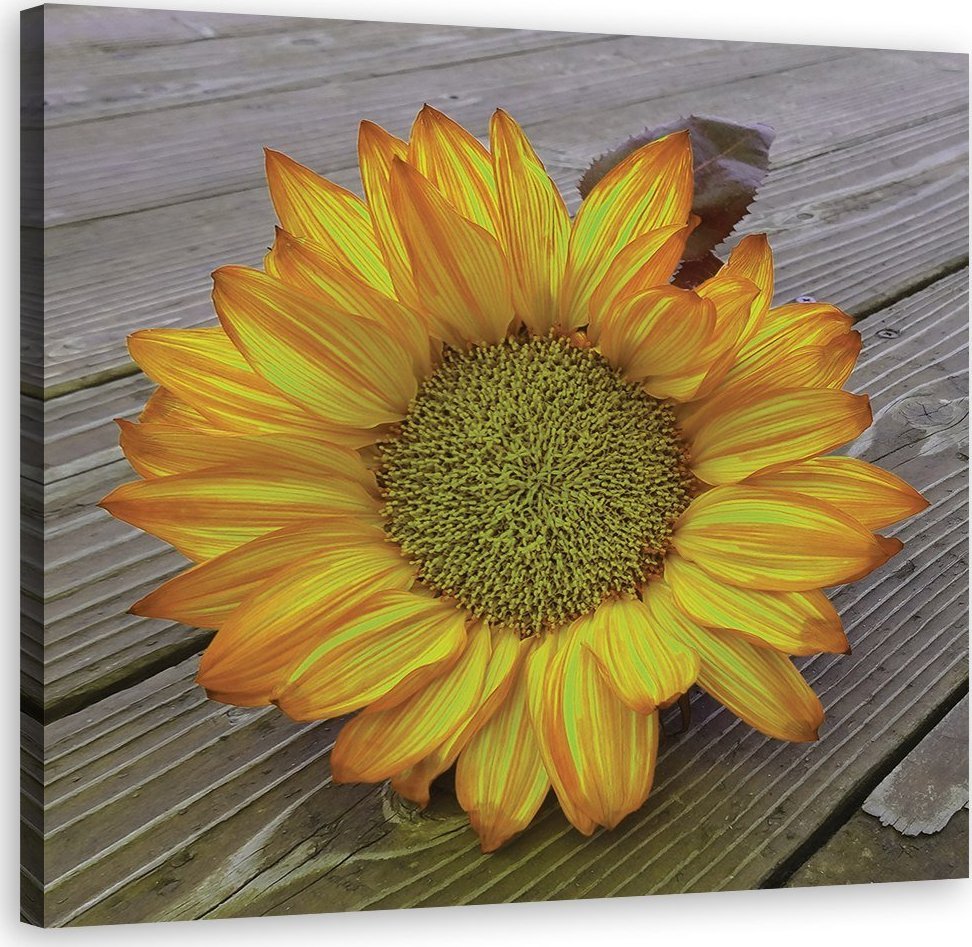 Feeby Obraz na płótnie, Żółty słonecznik - 60x60