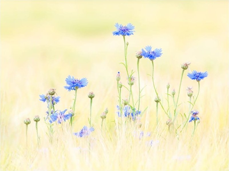 DecoNest Fototapeta - Chabry - 300X231