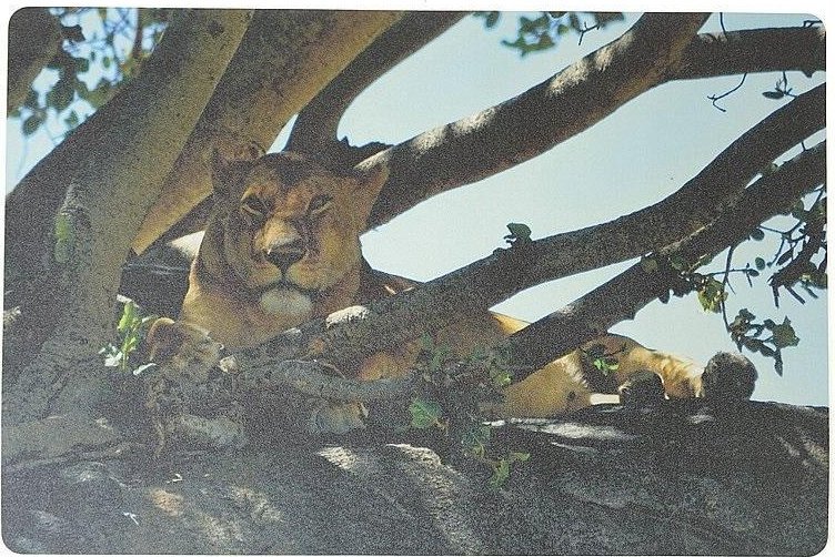 Podkładka na biurko piankowa lwica 60x40cm