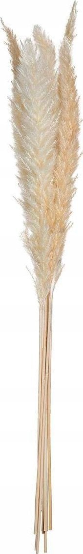 Atmosphera Ozdobne źdźbło z trawy pampasowej, 6 szt., 65 cm