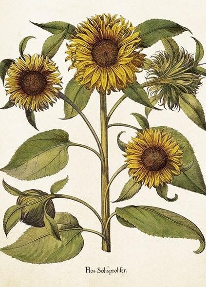 Teka Karnet ST459 B6 + koperta Słoneczniki