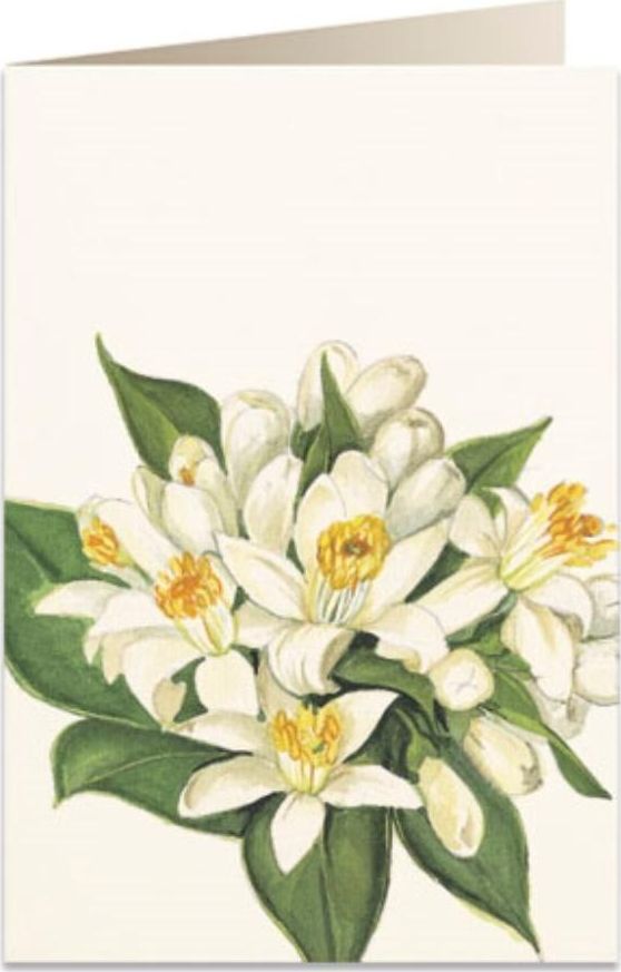 Tassotti Karnet B6 + koperta 5502 Kwiat pomarańczy