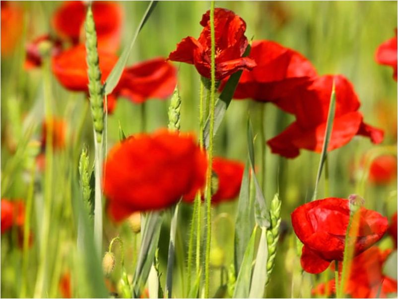 DecoNest Fototapeta - Maki w zbożu - 250X193