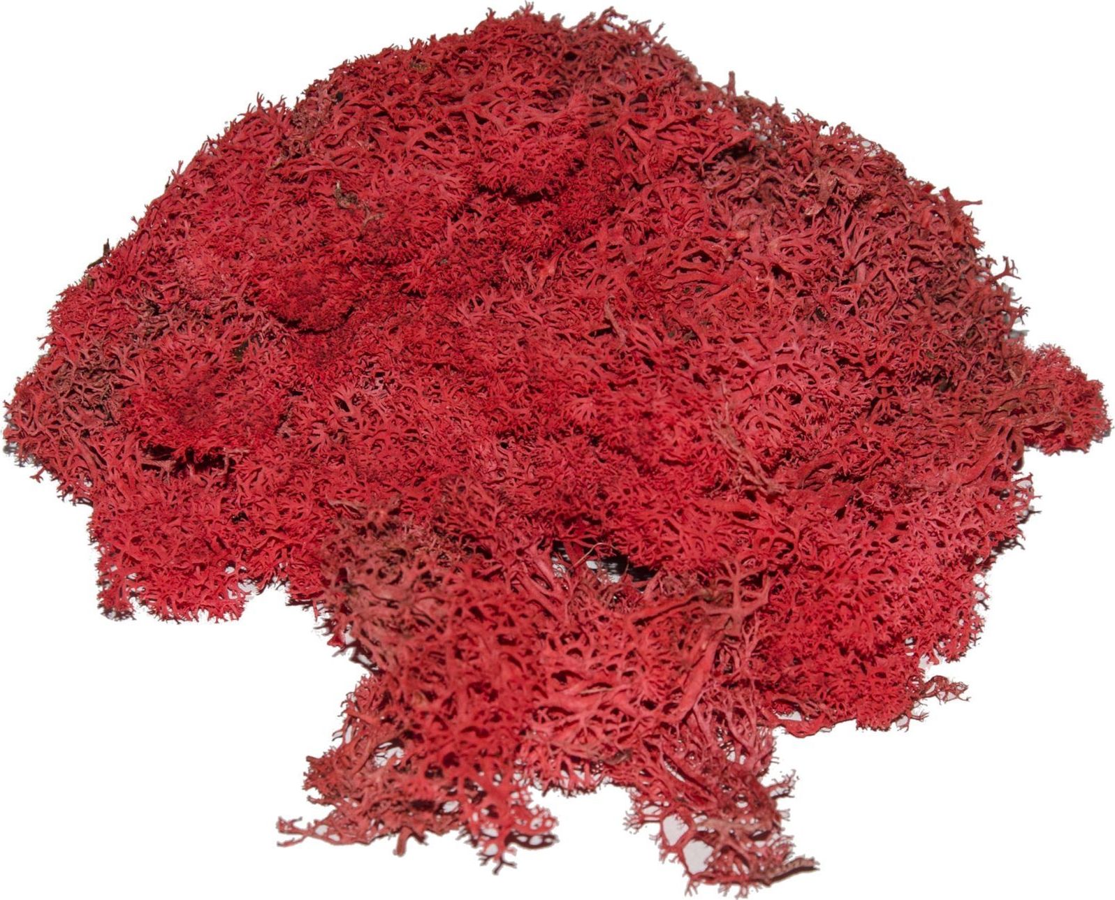 Tajemniczy ogród Chrobotek mech reniferowy czerwony () - 1305-uniw