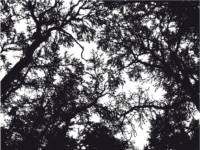 DecoNest Fototapeta - Bleak forest - 200X154