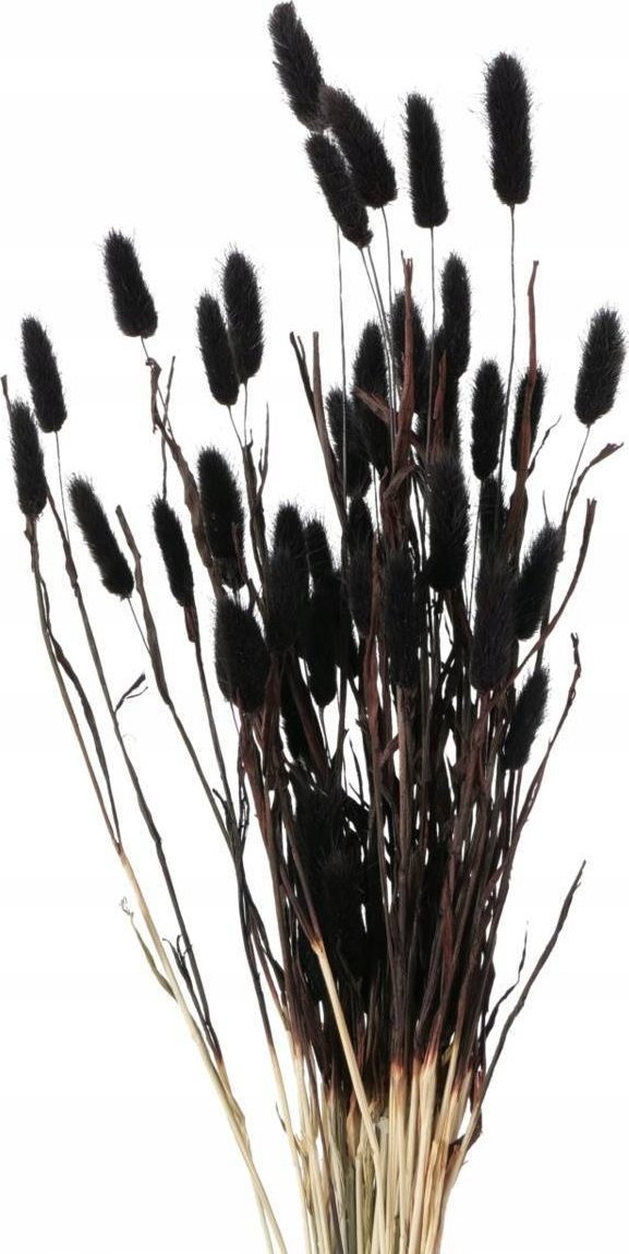 Boltze Ozdobne gałązki do wazonu, suszone, 70 cm