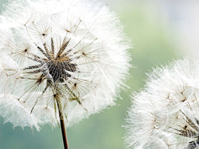 DecoNest Fototapeta - Dwa dmuchawce - 200X154