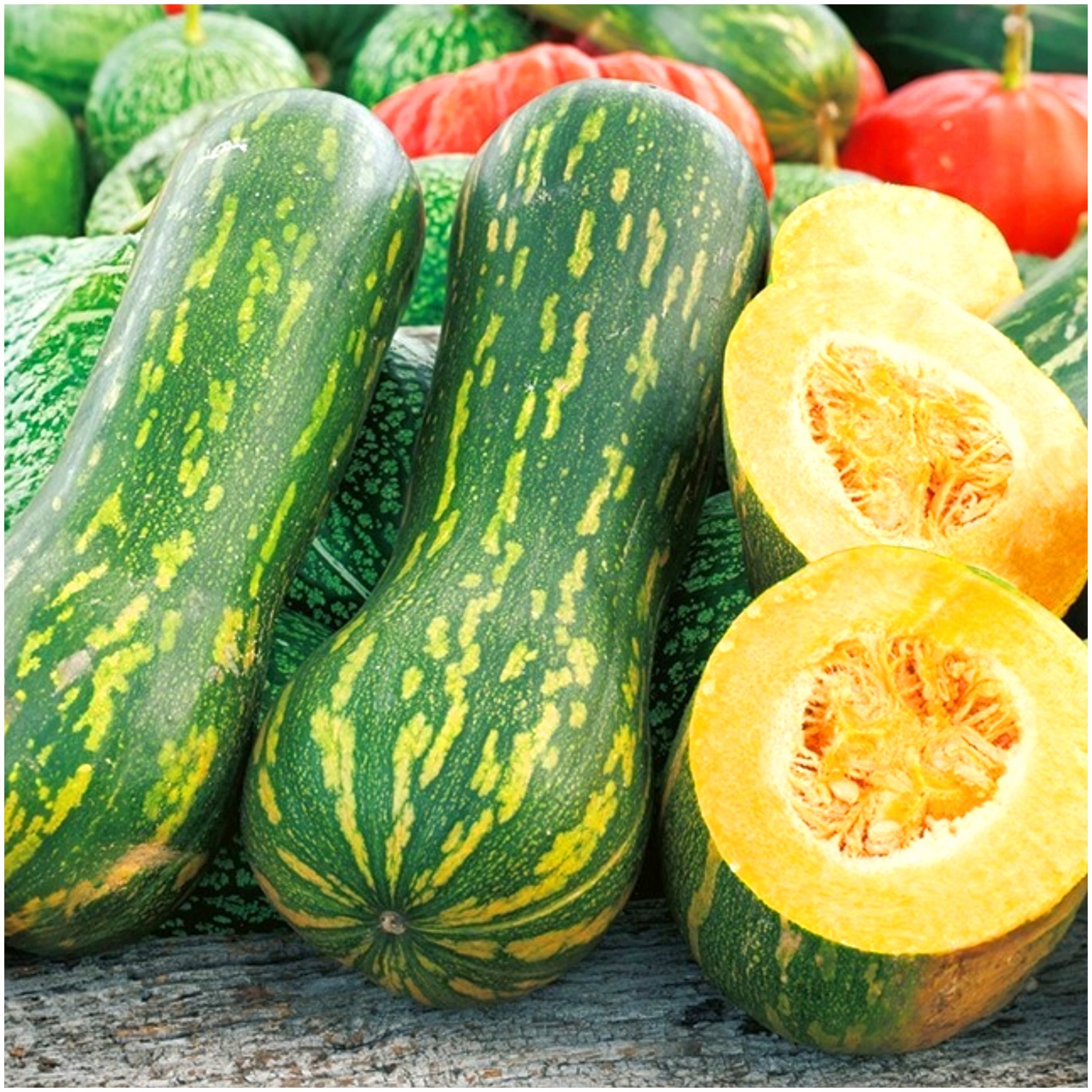 TORAF DYNIA PIŻMOWA LUNGA DI NAPOLI CUCURBITA MOSCHATA [4 G]