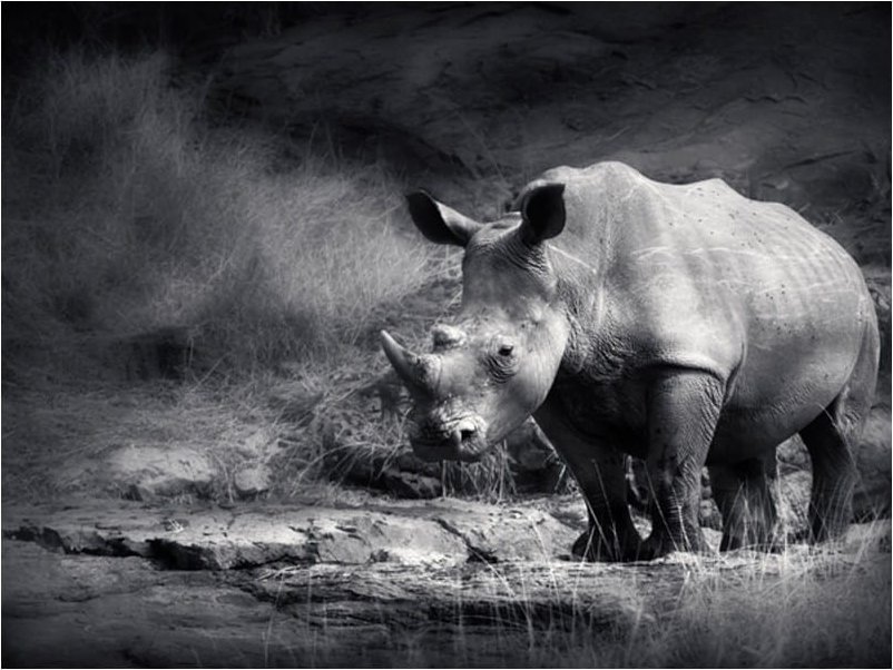 DecoNest Fototapeta - Nosorożec w zadumie - 300X231