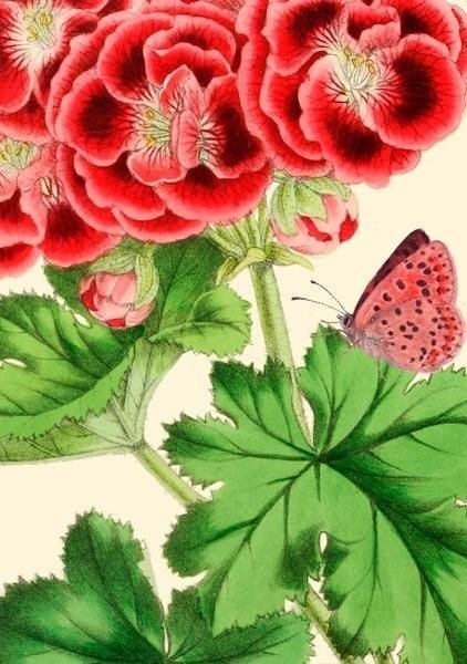 Madame Treacle Karnet B6 z kopertą Pelargonia