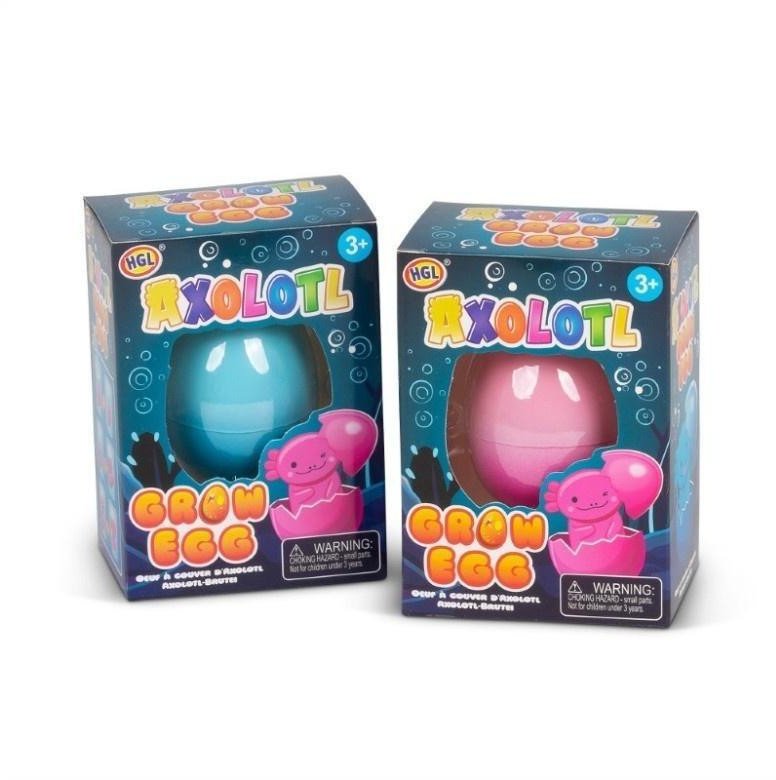 Axolot wykluwający się