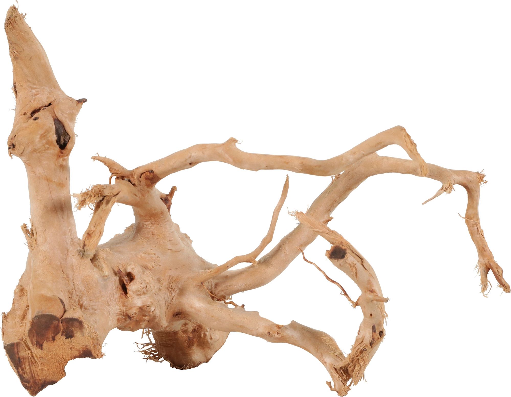 Zolux Korzeń japoński Spider Wood 10-30 cm