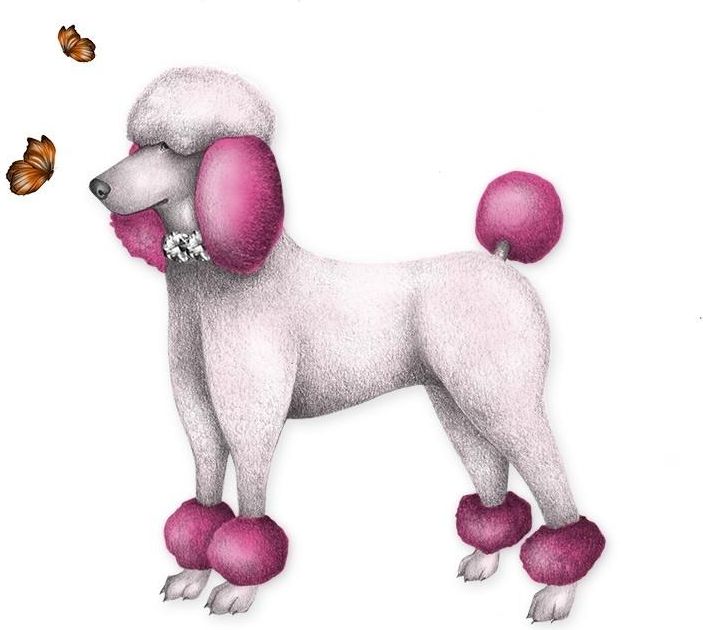 Clear Creation Karnet Swarovski kwadrat Pudel (CL0307_BL)