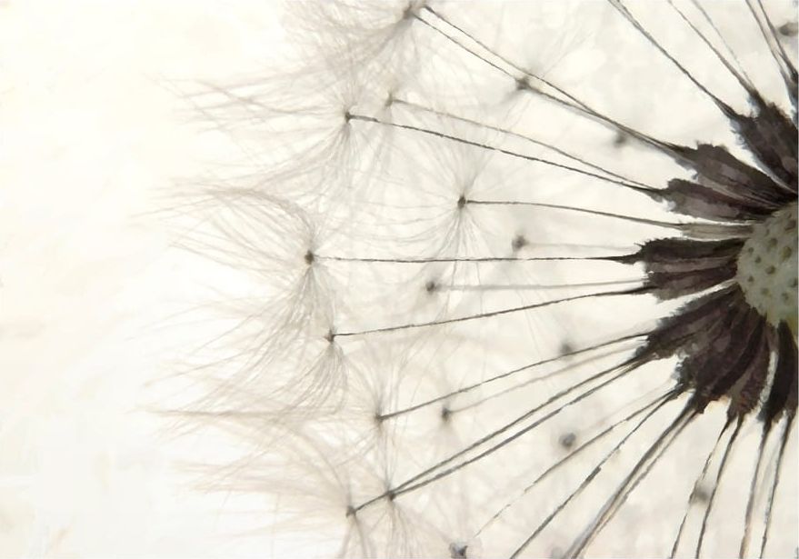 DecoNest Fototapeta - Biały dmuchawiec - 150X105