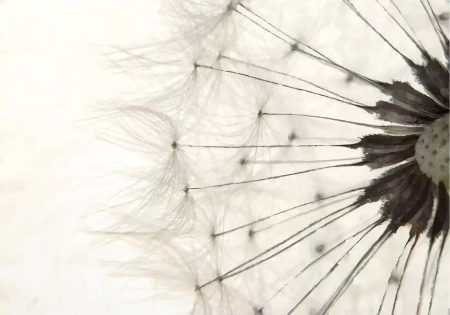 DecoNest Fototapeta - Biały dmuchawiec - 150X105