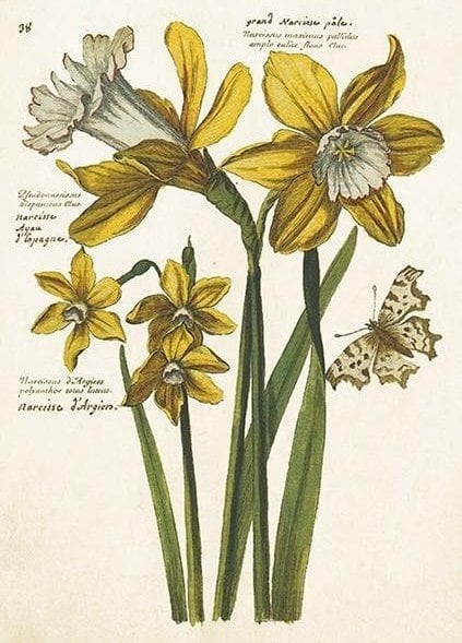 Karnet ST484 B6+ koperta Żonkile narcyzy Wielkanoc