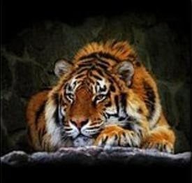 Mozaika diamentowa tygrys