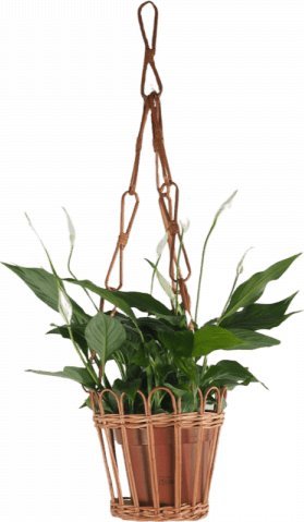 Wnuk Kwietnik wiszący (Ażur/Naturalny)