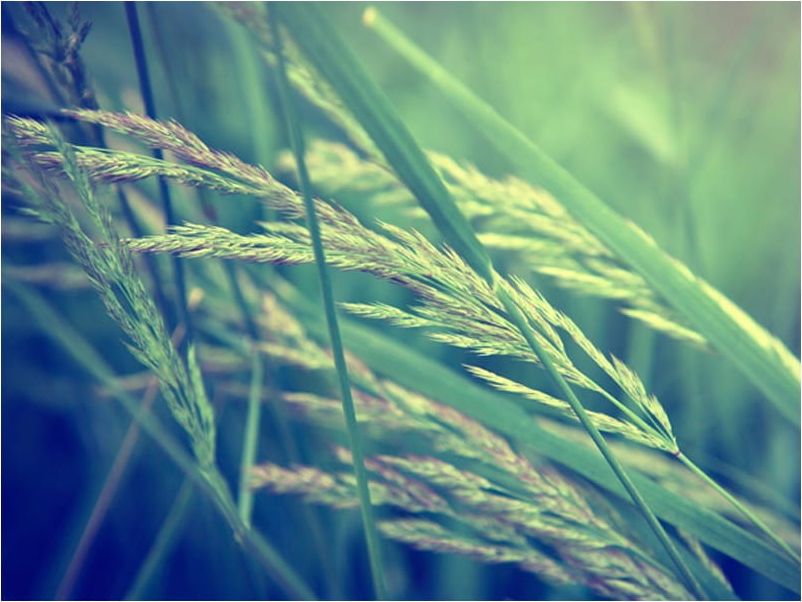 DecoNest Fototapeta - Cereal field - 400X309