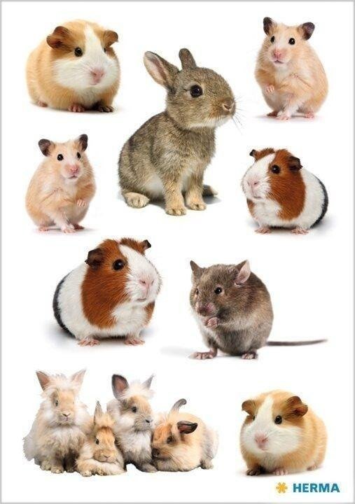 Naklejka Decor gryzonie