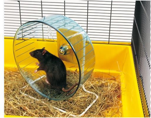 Savic KOŁOWROTEK ROLLY GIANT+STOJAK