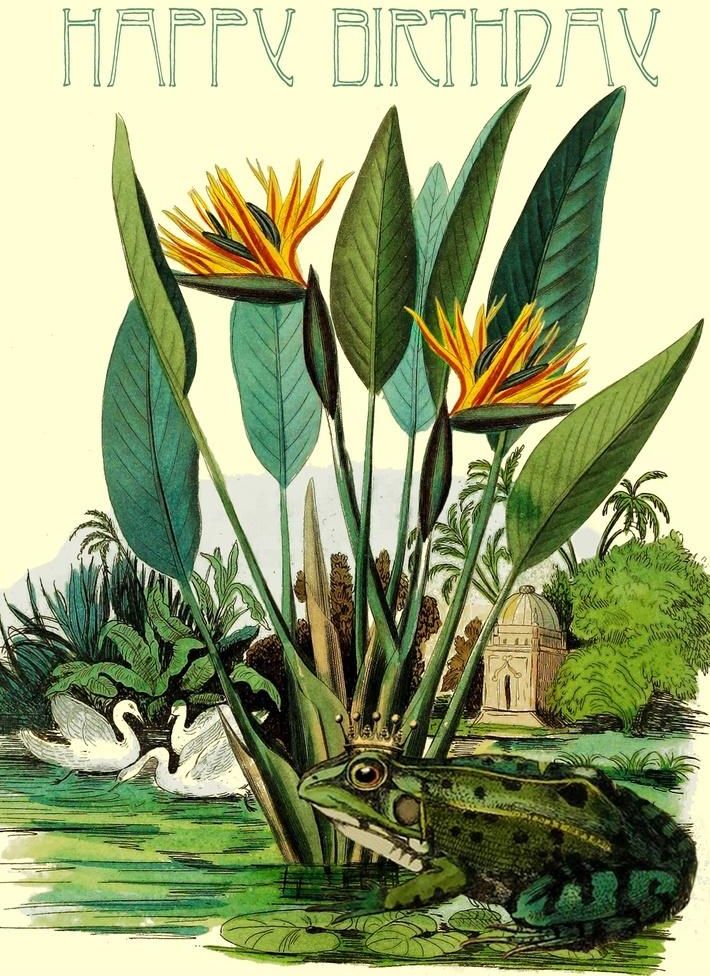 Madame Treacle Karnet B6 z kopertą Urodziny Żaba