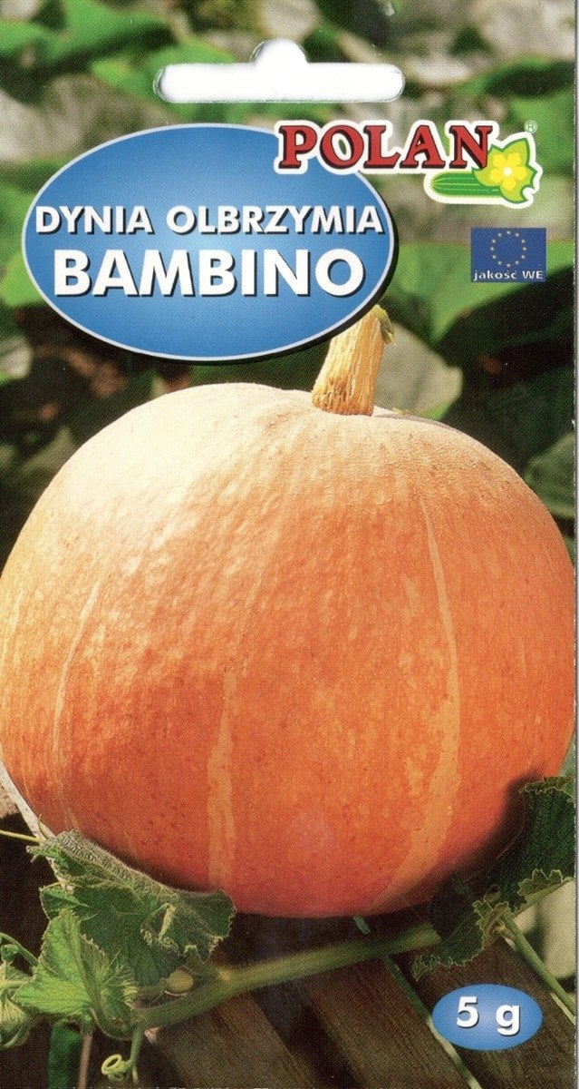PLATINET NASIONA DYNIA OLBRZYMIA BAMBINO CUCURBITA MAXIMA BAMBINO SEEDS 5 G