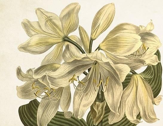 Skona Ting Karnet ST393 B6 + koperta Biały amarylis