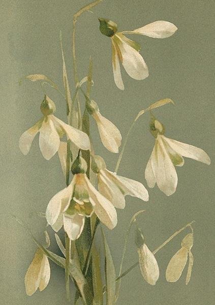 Skona Ting Karnet ST402 B6 + koperta Przebiśniegi