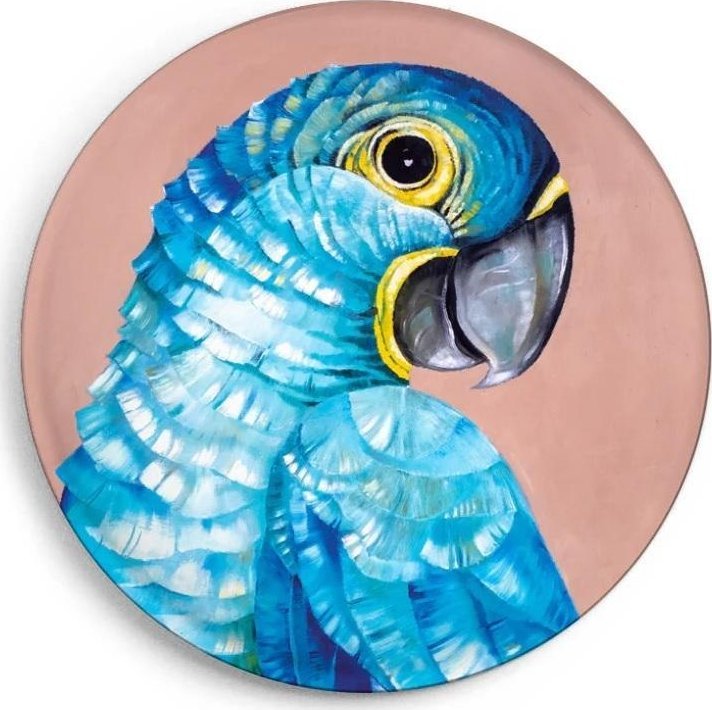 Magnes Modroara hiacyntowa