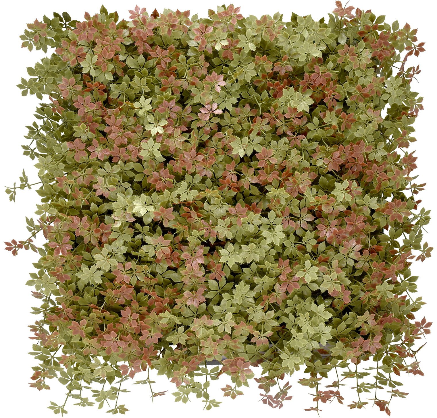 PANEL KOLOROWYCH ROŚLIN JIAOGULAN 50X50 CM