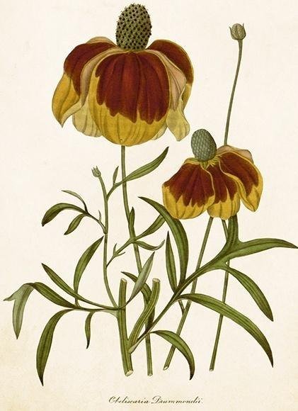 Karnet ST500 B6 + koperta Rudbekia