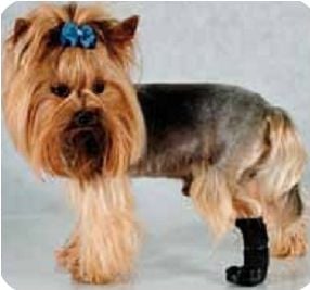 Grande Finale Grande Finale But na chorą łapę r.5 - 10cm