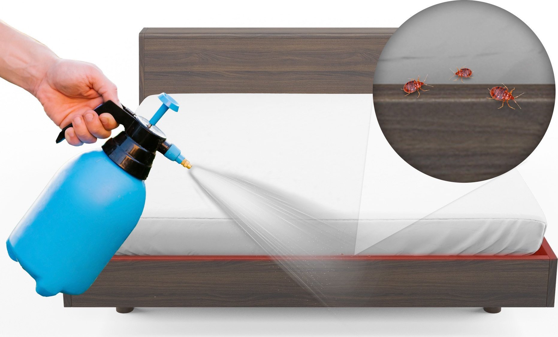 NO PEST Oprysk na Pluskwy 50ml Preparat Koncentrat Płyn Środek na Pluskwy Domowe Owady