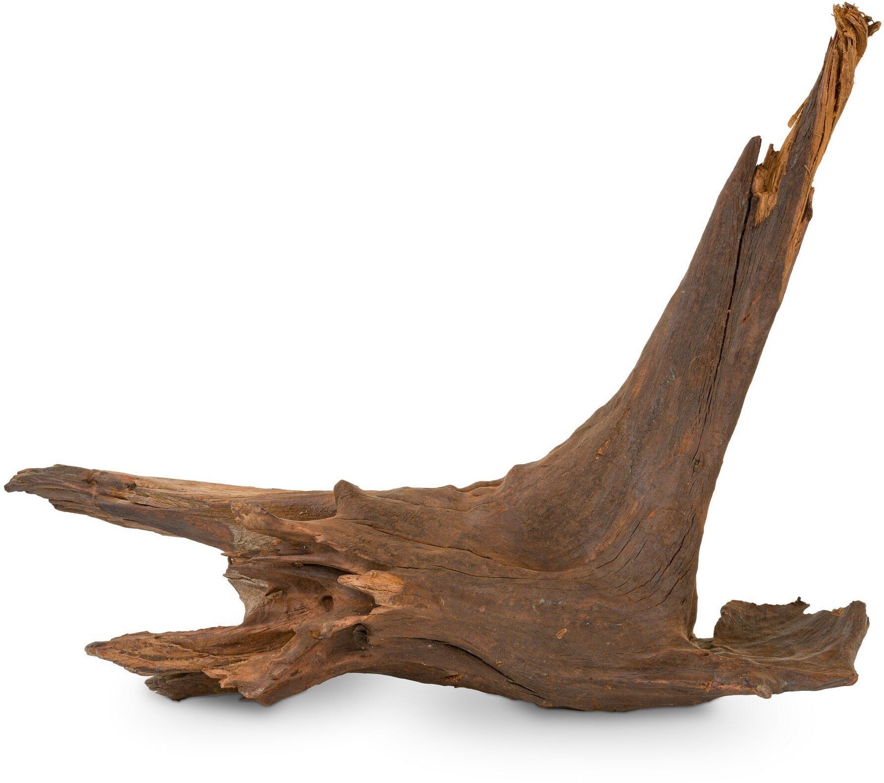 Korzeń Koralowcowy do akwarium / terrarium 25-60 cm