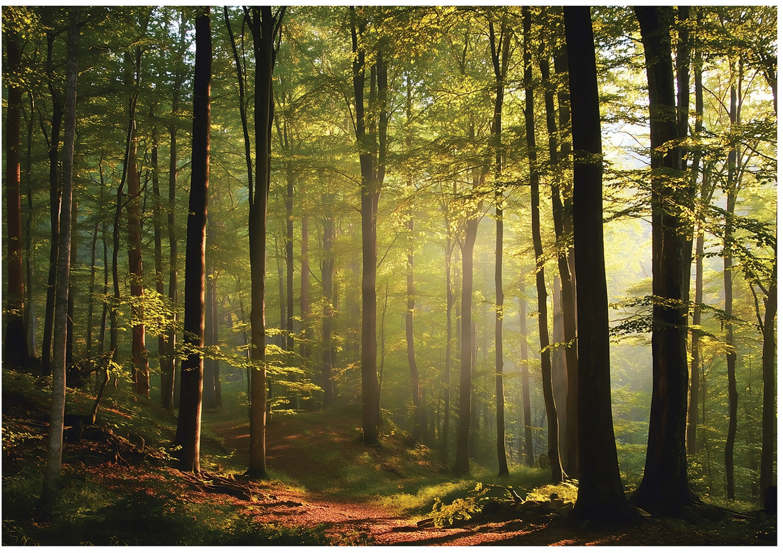 Fototapeta Na Flizelinie Las Drzewa Do Sypialni Salonu 250x175