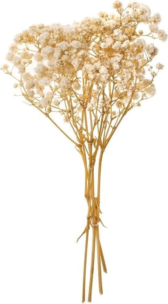 Gipsówka 4 gałązki ok. 20cm natural