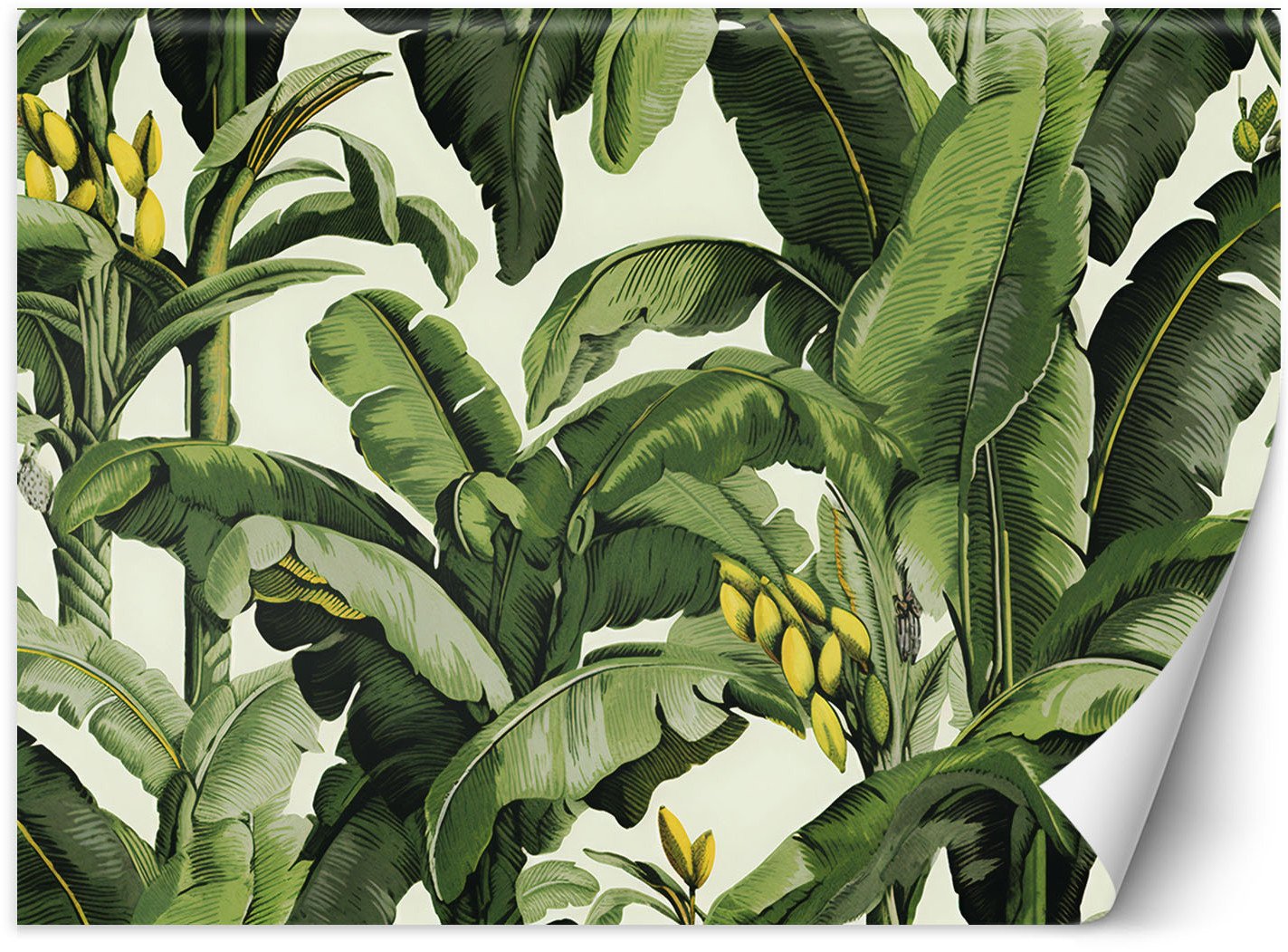 Feeby Fototapeta Zielone liście bananowca 450x315 xxl