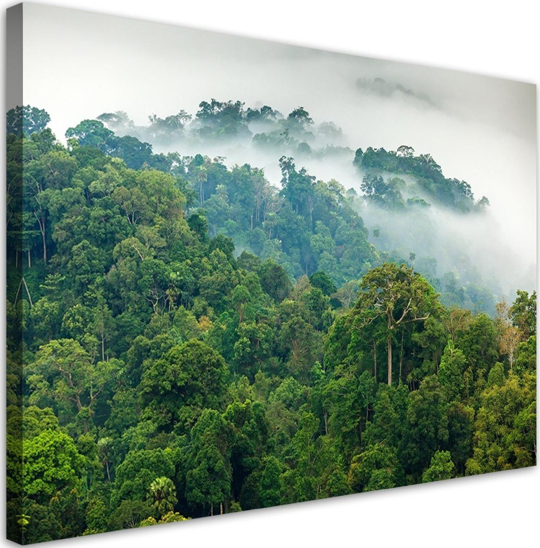 Feeby Obraz na płótnie, Las we mgle - 120x80