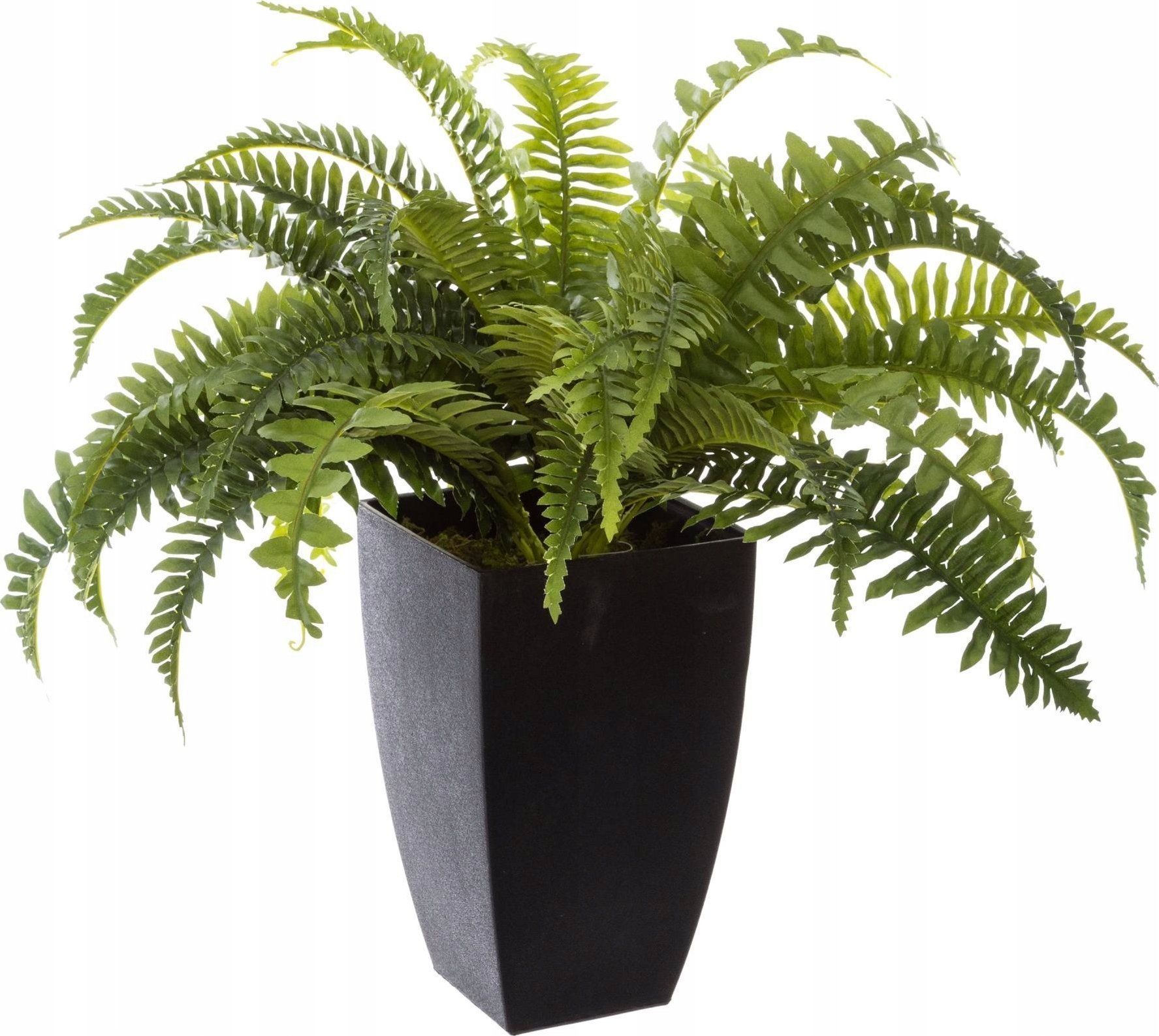 Atmosphera Sztuczna roślina w czarnej donicy, wys. 55 cm, paproć bostońska